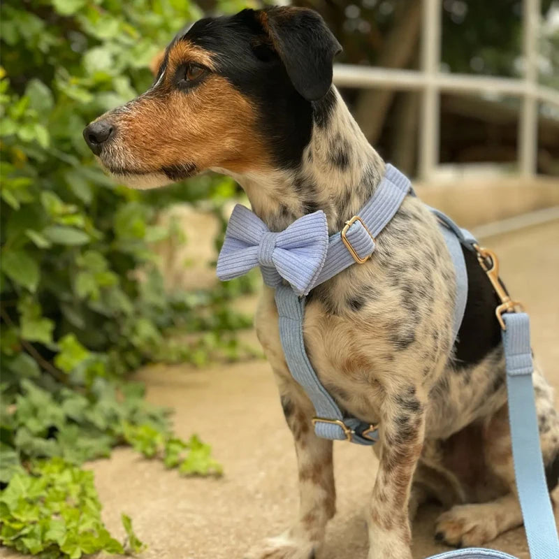 Personalized Dog Harness & Leash Set | 5-Piece Engraved Corduroy Walk Kit with Poop Bag Holder