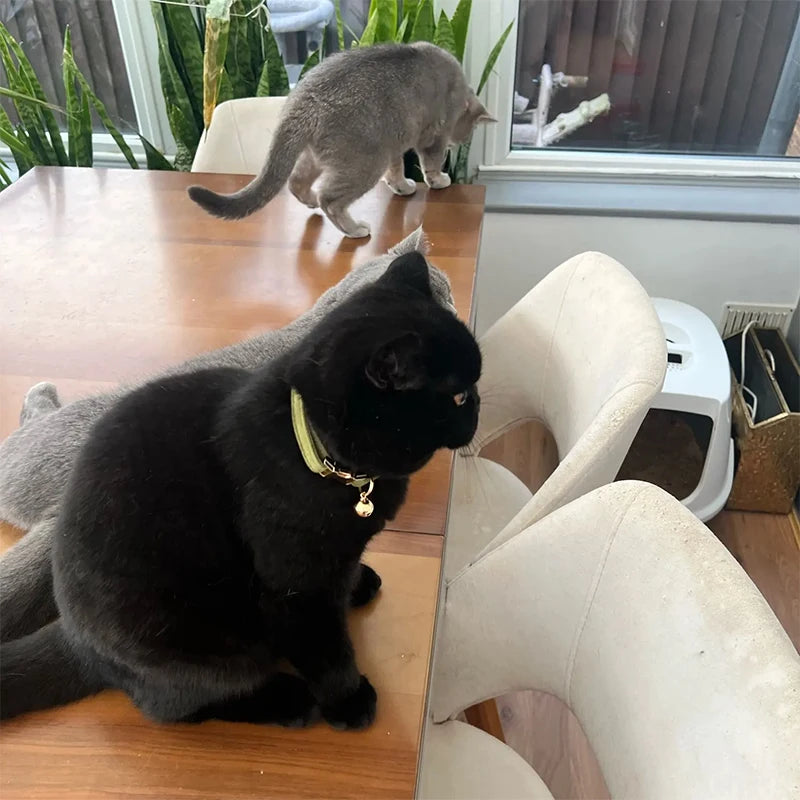 Two cats, one black and one gray, interacting with a mirror on a wooden floor.