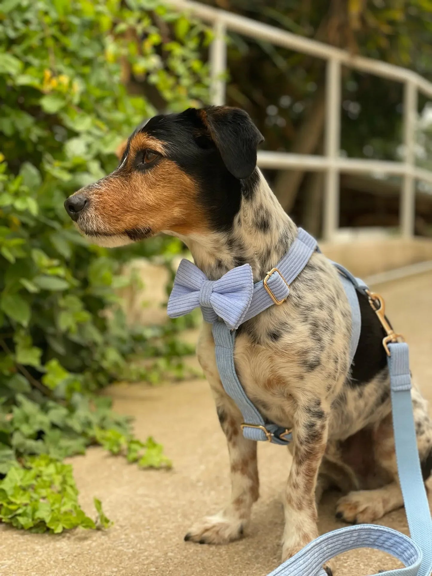 Personalized Dog Harness & Leash Set | 5-Piece Engraved Corduroy Walk Kit with Poop Bag Holder