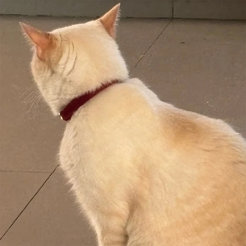 Personalized Breakaway Cat Collar | Engraved Corduroy with Bow Tie
